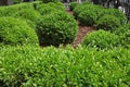 Mass of buxus pruned in ball Royalty Free Stock Photo