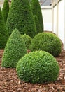Mass of buxus pruned in ball Royalty Free Stock Photo