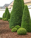 Mass of buxus pruned in ball