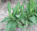 Charismatic long leaves of massangeana plant