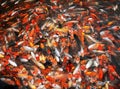 Mass of carp fish