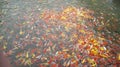 Mass of carp koi fish in the pool