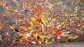 Mass of carp koi fish in the pool