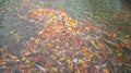 Mass of carp koi fish in the pool