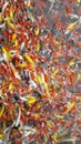 Mass of carp koi fish in the pool