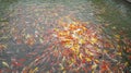 Mass of carp koi fish in the pool