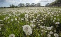 Mass of dandelion clocks in riverside meadow