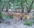 Mass dears eating leafs of trees Royalty Free Stock Photo