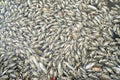 Mass death of fish floating on polluted lake water Royalty Free Stock Photo