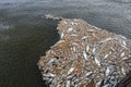 Mass death of fish floating on polluted lake water