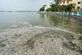 Mass death of fish floating on polluted lake water