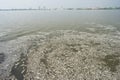 Mass death of fish floating on polluted lake water