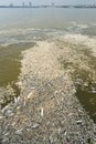 Mass death of fish floating on polluted lake water