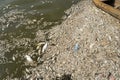 Mass death of fish floating on polluted lake water