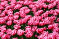 Mass of double pink tulips planted in a spring garden, Skagit Valley, WA Royalty Free Stock Photo