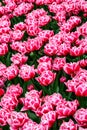 Mass of double pink tulips planted in a spring garden, Skagit Valley, WA Royalty Free Stock Photo