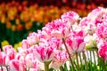 Mass of double pink tulips planted in a spring garden, Skagit Valley, WA Royalty Free Stock Photo