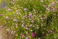 A mass of English cottage garden flowers beside the old Riverside bridge at Godmanchester Royalty Free Stock Photo