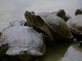 florida turtle walking on its peers