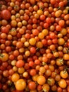 Red & gold cherry tomatoes close up