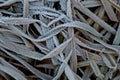 A mass of frozen leaves of common reed