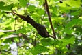 A mass of fungus growth on a tree in full leaf