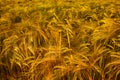 Mass Of Golden Barley Royalty Free Stock Photo