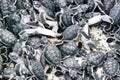 Mass of green sea turtle hatchlings,Chelonia mydas