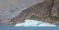 Mass of Kittywakes perched on iceberg floating in Evighedsfjord, Greenland Royalty Free Stock Photo