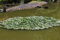 A mass of lily pads floating in a large pond surrounded by stones and grass in Seattle, Washington Royalty Free Stock Photo