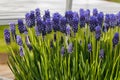 Muscari armeniacum Dark Eyes