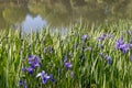 Mass planting of blue purple Siberian iris beside a lake, scenic reflection in water