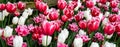Mass planting bright pink tulips with white edges and white tulips in a garden