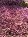 Mass of heather in flower at Burnby Hall Gardens, Pocklington