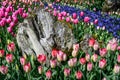 Mass planting of pink tulips and blue grape hyacinth on a sunny spring day, weathered stump in the middle