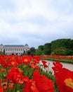 Mass planting of red poppies, Paris Royalty Free Stock Photo