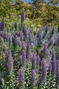 Mass Planting of Tall Purple Delphinium