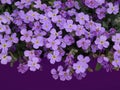 Mass of purple flowers of lobelia on a dark purple background, free space for text