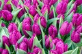 Mass of Purple Tulips Royalty Free Stock Photo