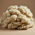 A mass of raw, unprocessed wool with a fluffy texture and cream color sits against a Royalty Free Stock Photo