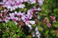 California Drought Tolerant Garden Series - Rose Geranium Royalty Free Stock Photo