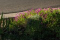 Mass of small purple backlit blooms next to a street