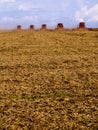 Mass soybean harvesting