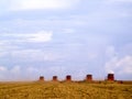 Mass soybean harvesting