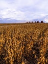 Mass soybean harvesting