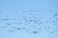 Mass spring migration of geese. Very large flock of Greater white-fronted geese Anser albifrons flying against blue sky