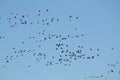 Mass spring migration of geese. Very large flock of Greater white-fronted geese Anser albifrons flying against blue sky