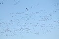 Mass spring migration of geese. Very large flock of Greater white-fronted geese Anser albifrons flying against blue sky