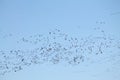 Mass spring migration of geese. Very large flock of Greater white-fronted geese Anser albifrons flying against blue sky