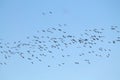 Mass spring migration of geese. Very large flock of Greater white-fronted geese Anser albifrons flying against blue sky